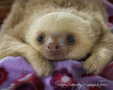 Baby Two Toed Sloth At Rescue Center Shetzers Photography