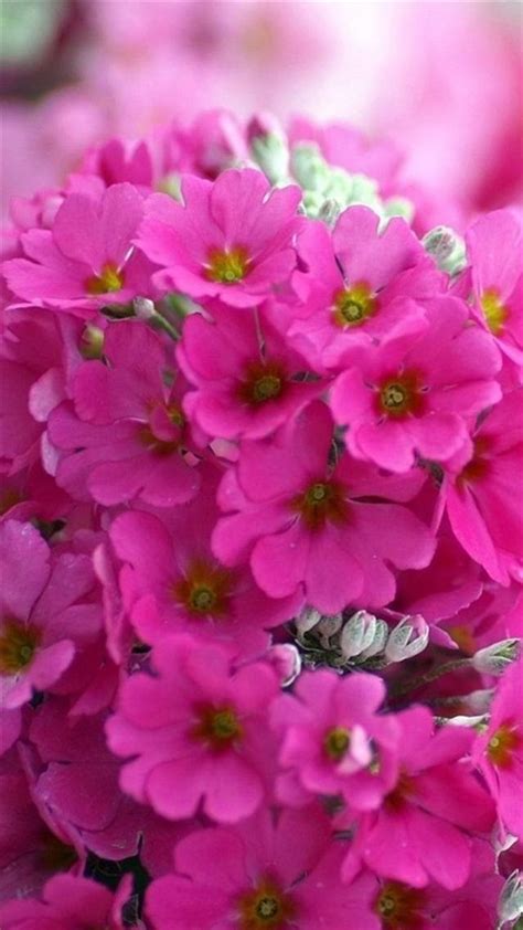 Pink Flower Bouquet Macro Iphone 8 Wallpapers Free Download