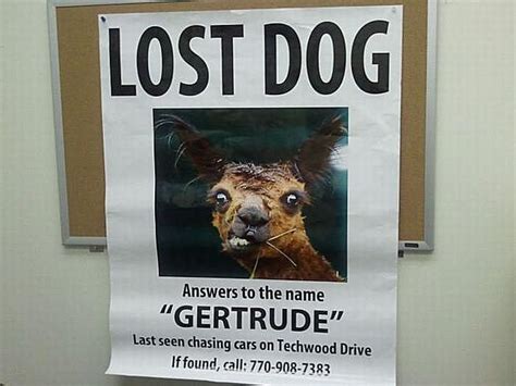 20 Funny Lost And Found Pet Posters