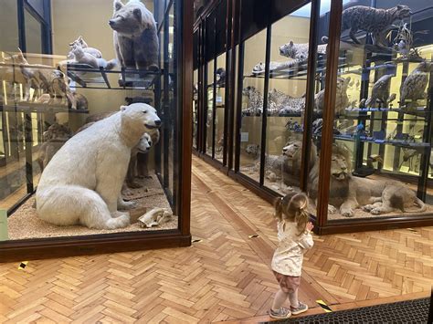 Natural History Museum At Tring Baby In Bucks