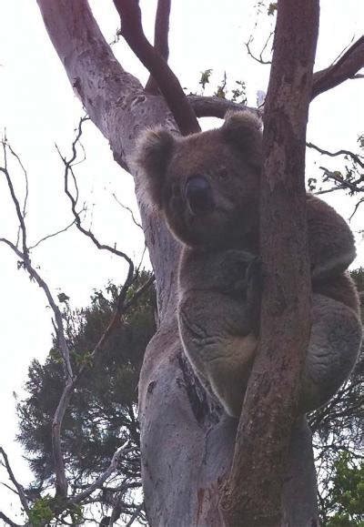 Male Koalas Mating Call Produced Using Unique Sound Organ