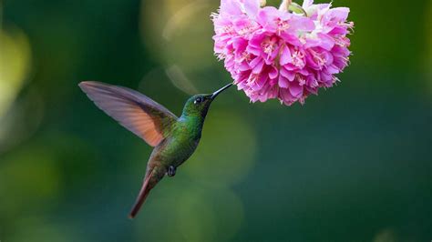What Do Hummingbirds Eat Their Diet Explained
