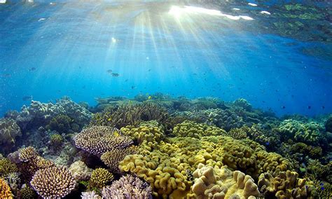New Reef Laws Must Ensure No One Is Allowed To Pollute The