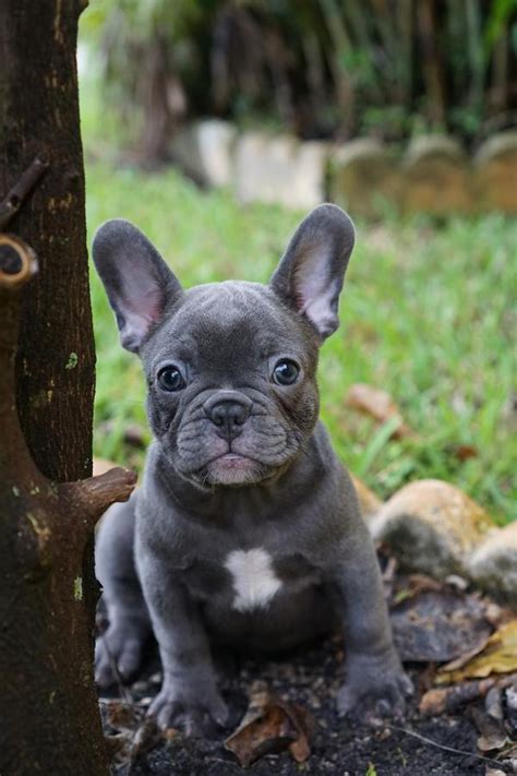 French Bulldog Puppies For Sale | Atlanta, GA #253140