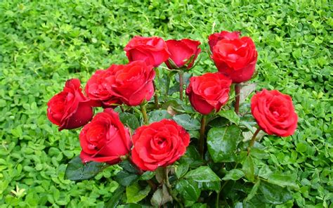 Yang nirmala suci dari duniawi. 20 Gambar Foto Bunga Mawar Merah ~ Ayeey.com