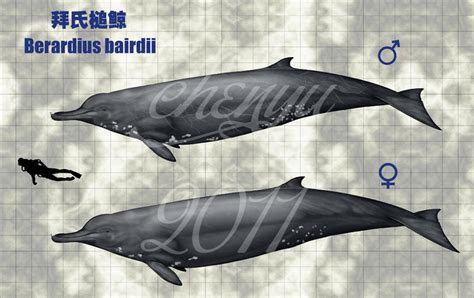 Baird's beaked whale ( berardius bairdii ) may refer to the following downloads: Berardius bairdii by sinammonite on DeviantArt