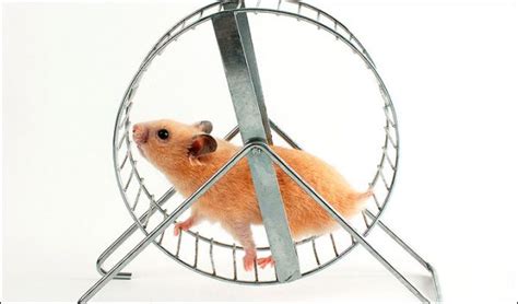 Time To Get Off The Hamster Spinning Wheel