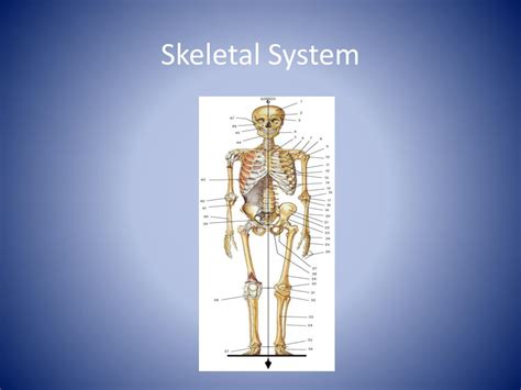 Ppt Skeletal System Powerpoint Presentation Free Download Id2746356