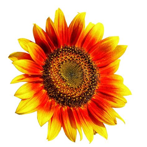 Sunflower Isolated White Stock Image Image Of Petal 34244695
