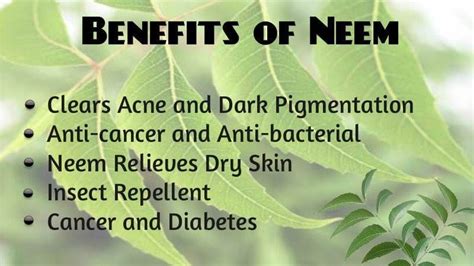 Neem Benefits Ever Living Herbs
