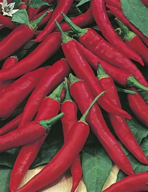 Online Wholesale Shop 130 Seeds Capsicum Annuum Hot Chilli Pepper