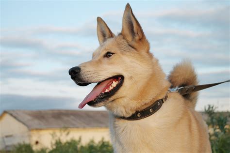images white dog smile dog  shelter pet portrait mammal vertebrate dog breed