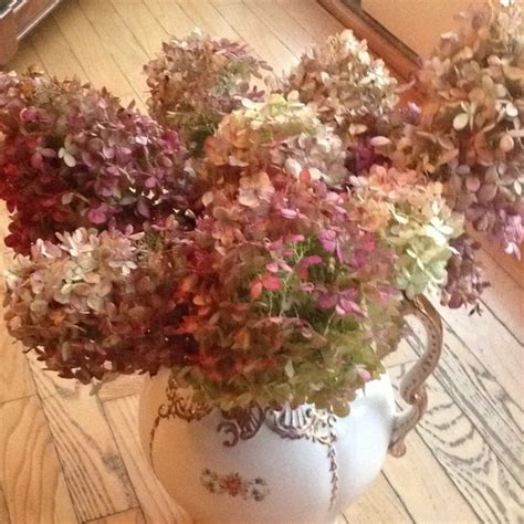 The longer the stem you select, the larger the bloom will be, so be sure to consider that when planning out your diy wedding flowers or event flowers. Dried hydrangeas | Hydrangea, Dried hydrangeas, Flowers