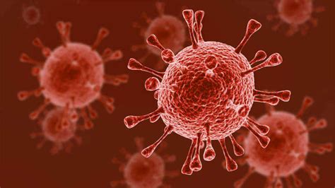 Lo importante es retener que en general, un tipo de virus ataca a una especie en particular, a un tipo de célula en particular. Exitoso procedimiento en España logra erradicar el VIH en ...