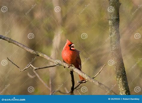 Northern Cardinal Singing Stock Image Image Of Avian 2629555