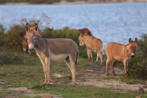 donkeys in Mannar - it is a common site to come across donkeys along
