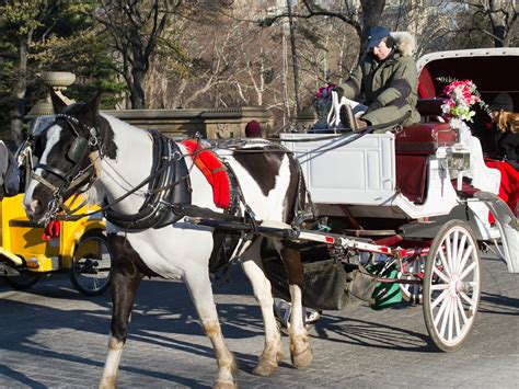 Central Park Horse Carriage Rides The Perfect Way To Escape The City