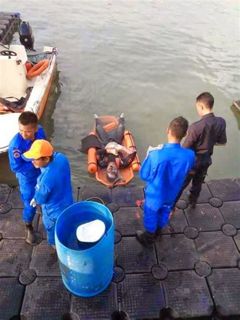 Seorang lelaki dikhuatiri lemas selepas terjun dari jambatan pulau pinang malam tadi. Bunuh Diri Terjun Jambatan Pulau Pinang - Says Blog