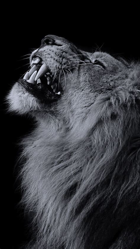 Download unsplash images for free and spread the love to all corners of the internet. Lion iPhone Wallpapers - Top Free Lion iPhone Backgrounds ...