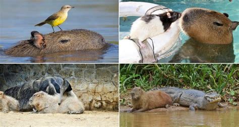 23 Photos That Show Capybaras Are Friends With Everybody
