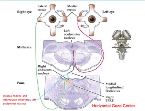 Neuro Exam 3 Eye Movements And Pupillary Control Flashcards Quizlet