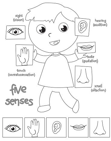 Cinq Sens Dessin Animé Enfant Coloriage Vector Vecteurs libres de