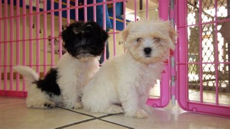 Puppies For Sale Local Breeders Precious Malti Tzu Puppies For Sale