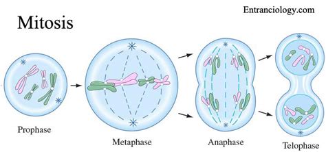 What Is Cell Division Full Theory Mitosis And Meiosis With Phases