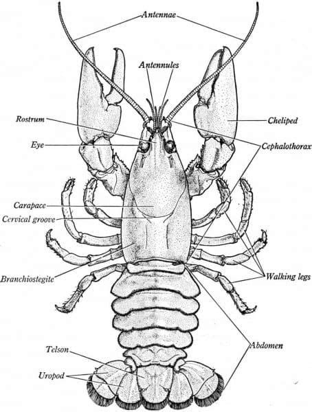These regions are not always distinct, particularly in decapods. Crayfish Diagram Labeled | Cool science experiments ...
