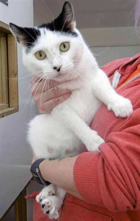 Lily Lothian Cat Rescue
