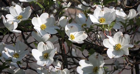 Maybe you would like to learn more about one of these? North Carolina State Flower - The Flowering Dogwood ...