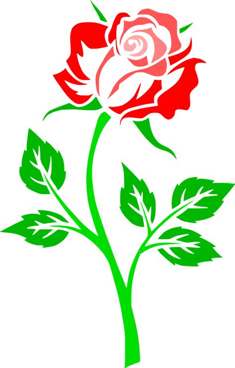 Flower Rose Contour Outlines Png Picpng