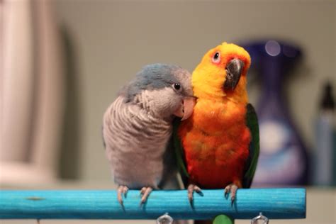 Madly In Love Bird Couple Will Teach You A Thing Or Two About