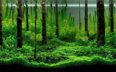 Forest aquarium wallpaper | Fish tank, Aquascape, Nature aquarium