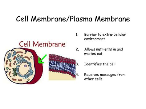 The plasma membrane calcium atpase (pmca pump) which ejects ca2+ from all eukaryotic cell types will be the topic of this contribution. PPT - The Animal Cell Key Concept: Eukaryotic cells ...