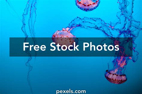 10000 Best Copyright Free Photos · 100 Free Download · Pexels Stock