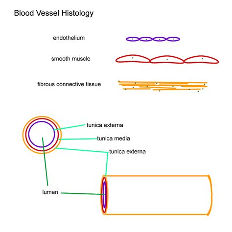 Blood vessels are an integral component of the circulatory system. Vessel Lab