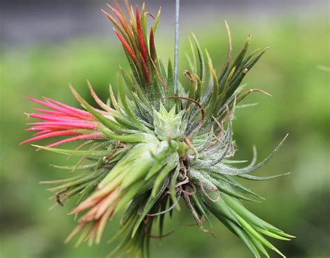 Air Plant Propagation Clumps How To Grow Air Plants Air Plant