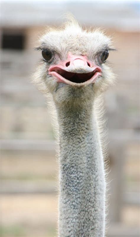 African Ostrich Funny Face Stock Image Image Of Flightless 121934735