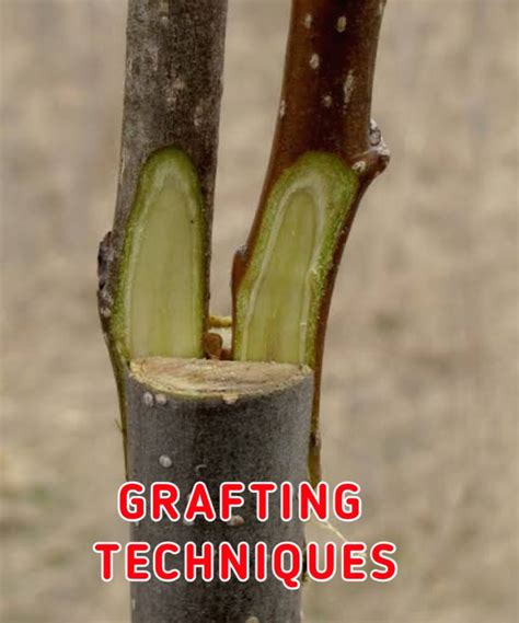 Grafting Meaning Types Advantages And Uses 2022