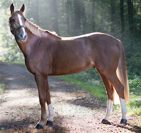 Horse Closeup Photo Of Brown Horse Standing Surrounded With Trees