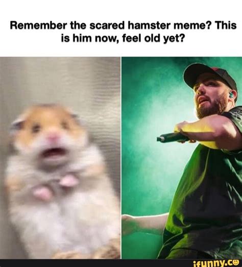 Remember the scared hamster meme? This is him now, feel old yet? - iFunny