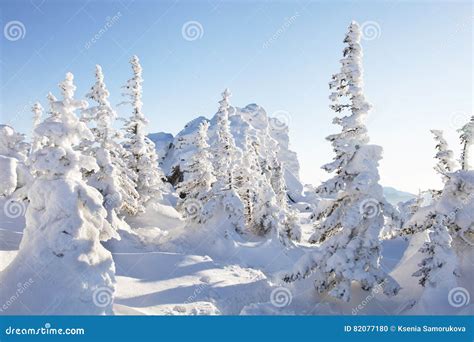 Winter Landscape Snow Covered Spruces Stock Photo Image Of Range