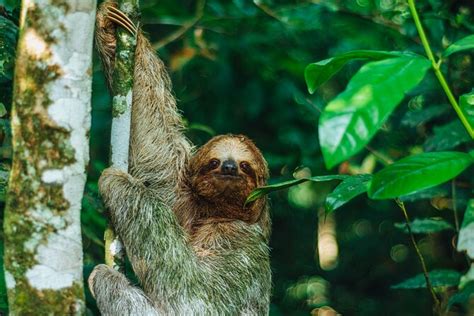 Sloth Tour in La Fortuna - Arenal . NATURAL HABITAT 2024