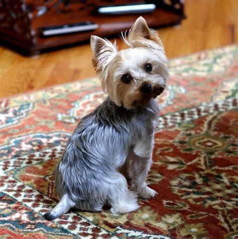 How To Groom A Yorkie At Home Dogdogs Yorkie Yorkshire Terrier