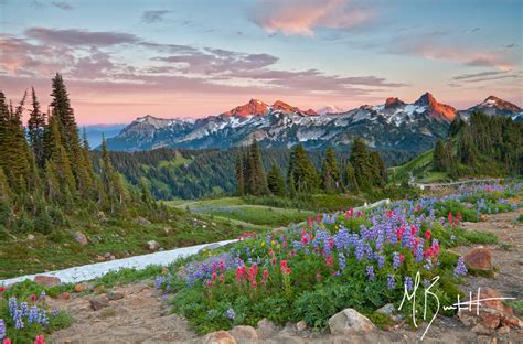 Summers Bloom Paradise Mount Rainier National Park