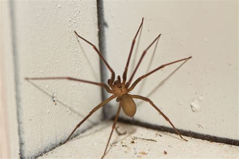 Arizona Brown Spiders