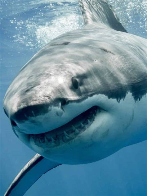 Salmon Shark Vs Great White Shark Key Differences A Z Animals