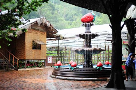 Genting strawberry farm is situated next to genting sport center complex. Genting Strawberry Leisure Farm, come enjoy fresh ...