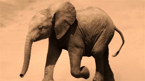 Best Baby Elephant Names Cute And Funny Exotella